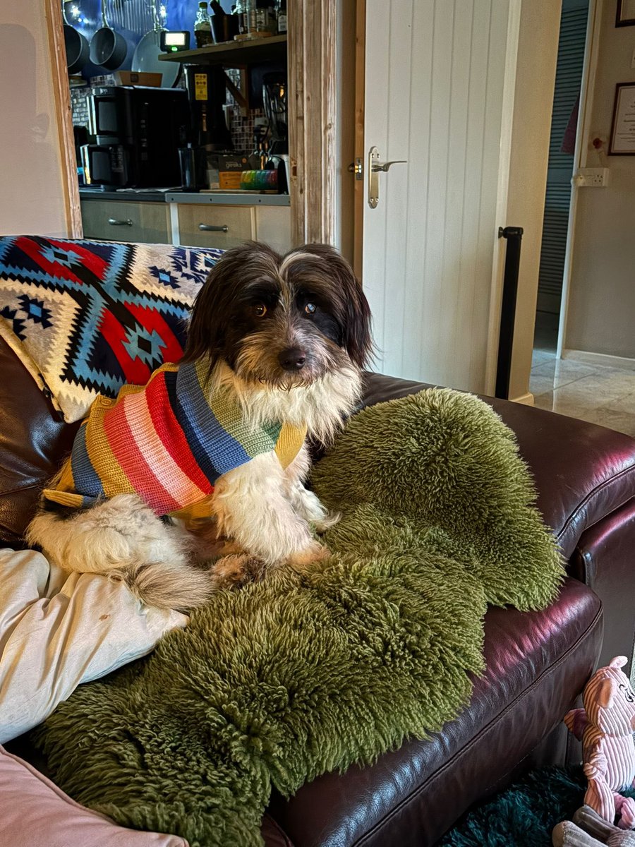 EverMore Dog Rescue tweet media