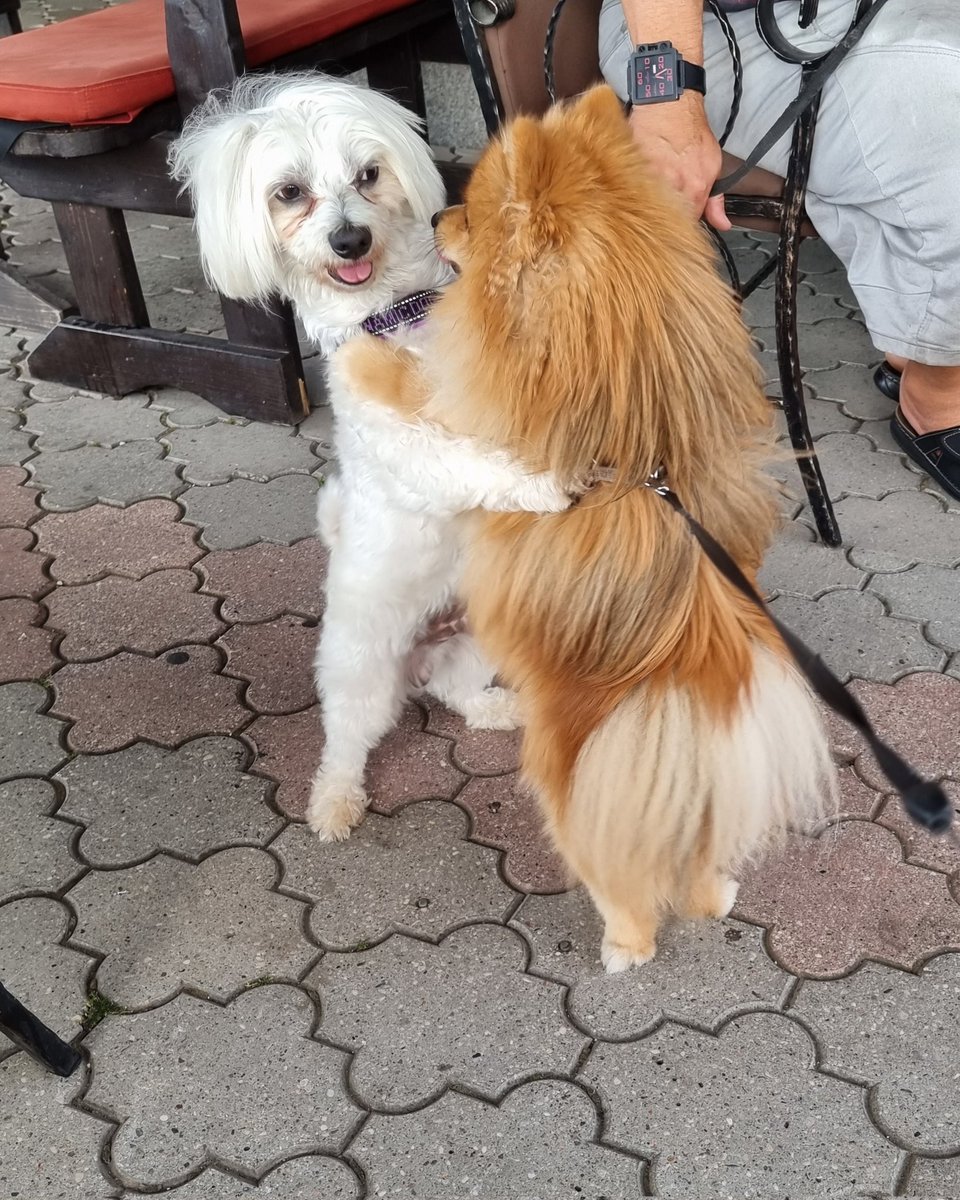 Leo Kostic tweet media