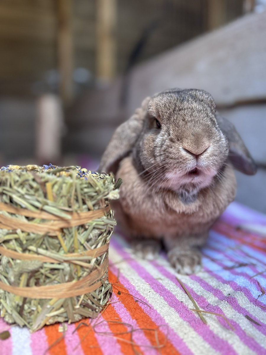 Carrot Cottage Rabbit Rescue tweet media