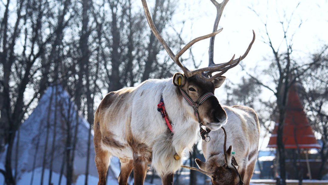 visitheilongji1's tweet photo. While some cities in China are already blooming into spring… Yichun is still embracing winter IN STYLE! ❄️✨ Don’t miss your chance to experience the magic of snow and centuries-old traditions together!✨

Cr.@文旅伊春

#IceandSnow #WinterSpecial #ChinaTravel #winterinHeilongjiang