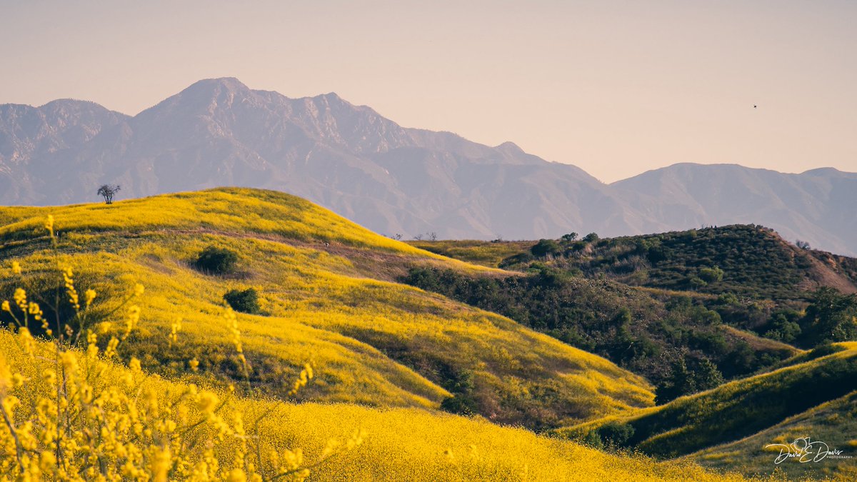 BigSkyCaptures's tweet photo. Good morning friends! ☕️☀️
Let’s see some 💛 for this #SundayYellow.
I took this one in Chino Hills State Park in California. https://t.co/niIeUHPir6