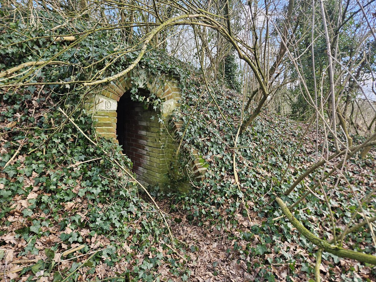 De laatste keer dat er een dikke populier omviel (tijdens een vorstperiode) verdubbelde het aantal overwinterende vleermuizen. Vandaag zat er geen enkele vleermuis meer in de kelder. De temperatuur is er hoog: 7 ⁰C.