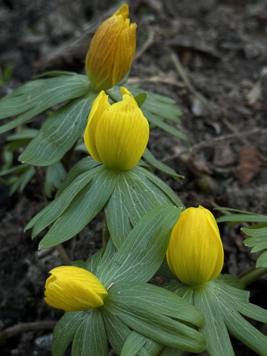 funnyson30's tweet photo. Winterlinge (Eranthis hyemalis) im März #März #Winterlinge https://t.co/AOvncBLX9U