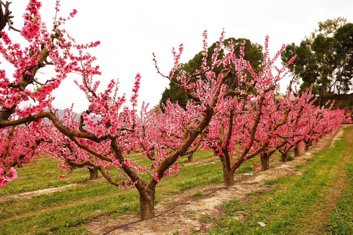 Cotidianeous's tweet photo. La floración de Cieza.

Una auténtica maravilla. https://t.co/zJLHwFRX0S