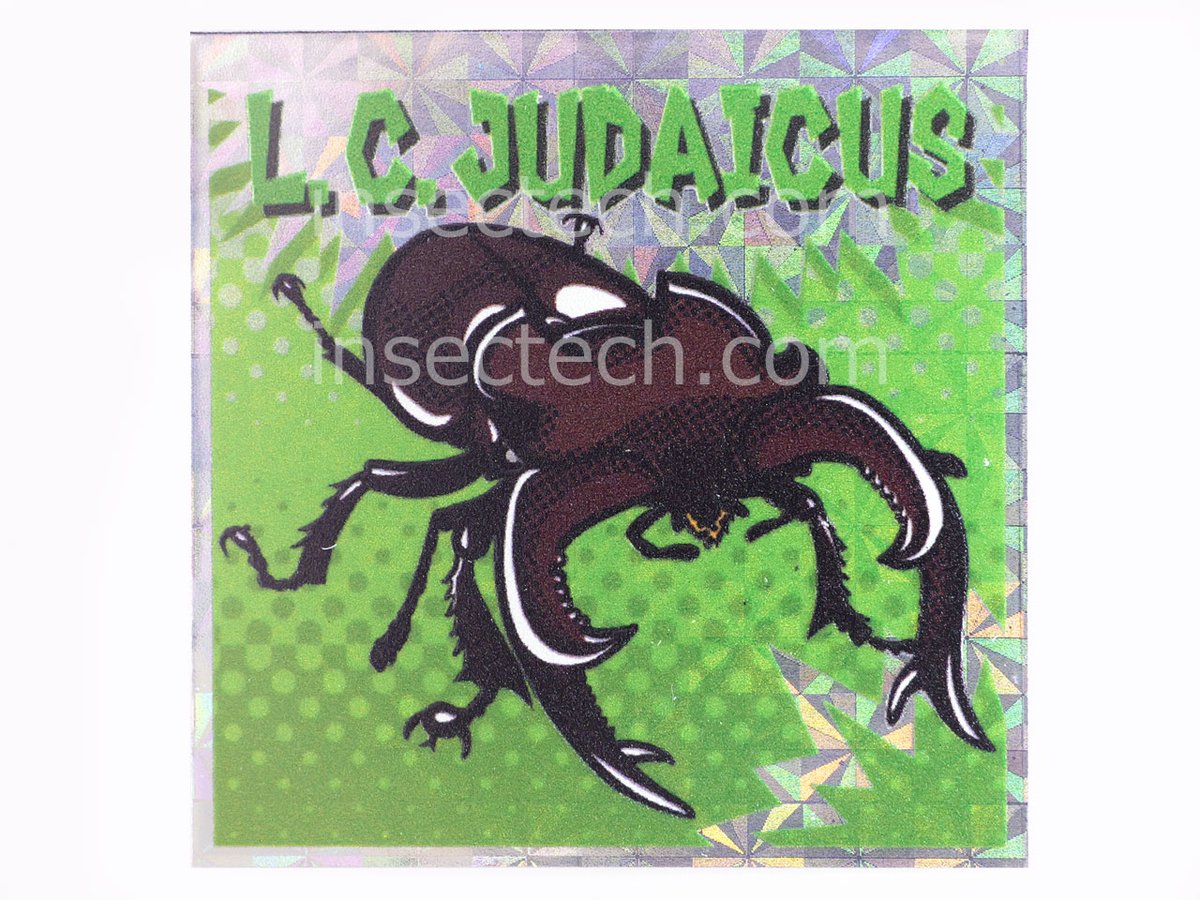 新商品】 駄画紙屋むしーる @aoma_mushino85 ユダイクスミヤマクワガタ