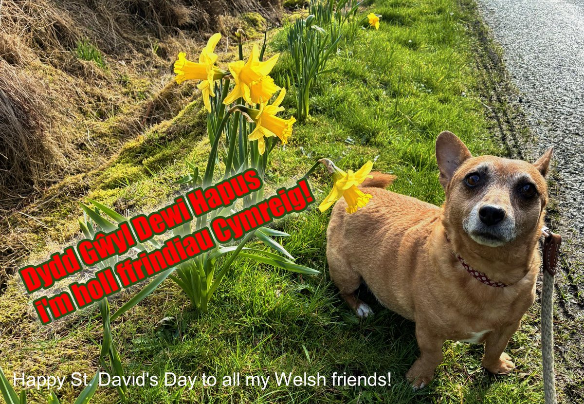 welovedonegal's tweet image. #RubyBeag #dogs #Donegal