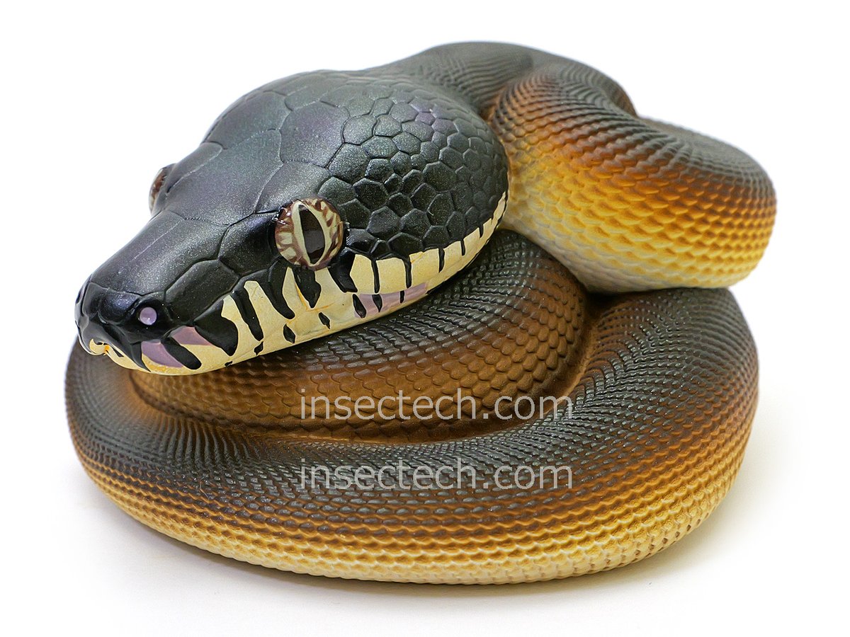 動物の惑星 フィギュア シークレット シロクチニシキヘビ Animal