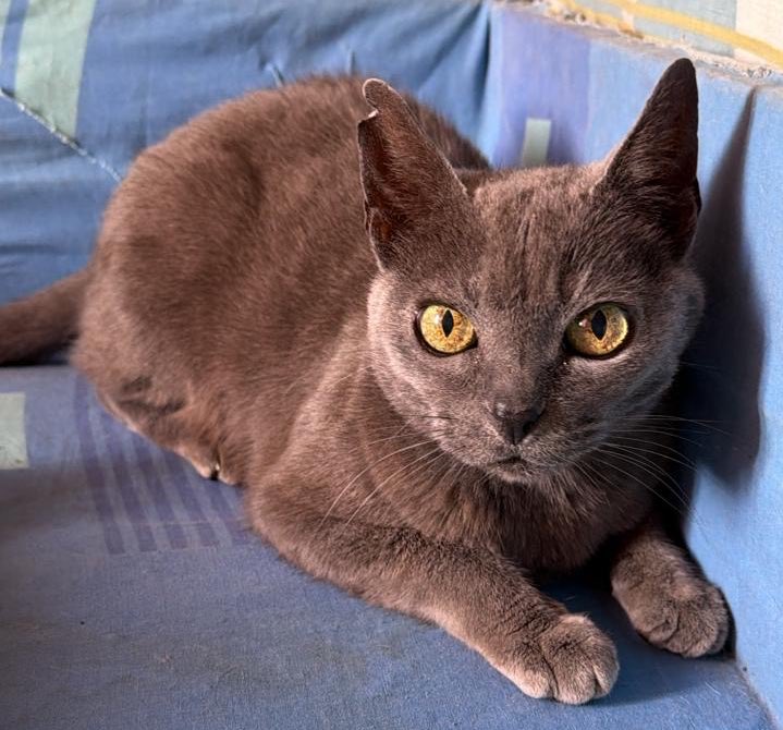 Amigos por favor ayuda , en el hogar de paso que la recibieron ya no la pueden tener y nadie pregunta por ella 🥹🥹🥹🥹 ayúdenme a darle RT por si alguien en Cali o cerca quiere darle hogar