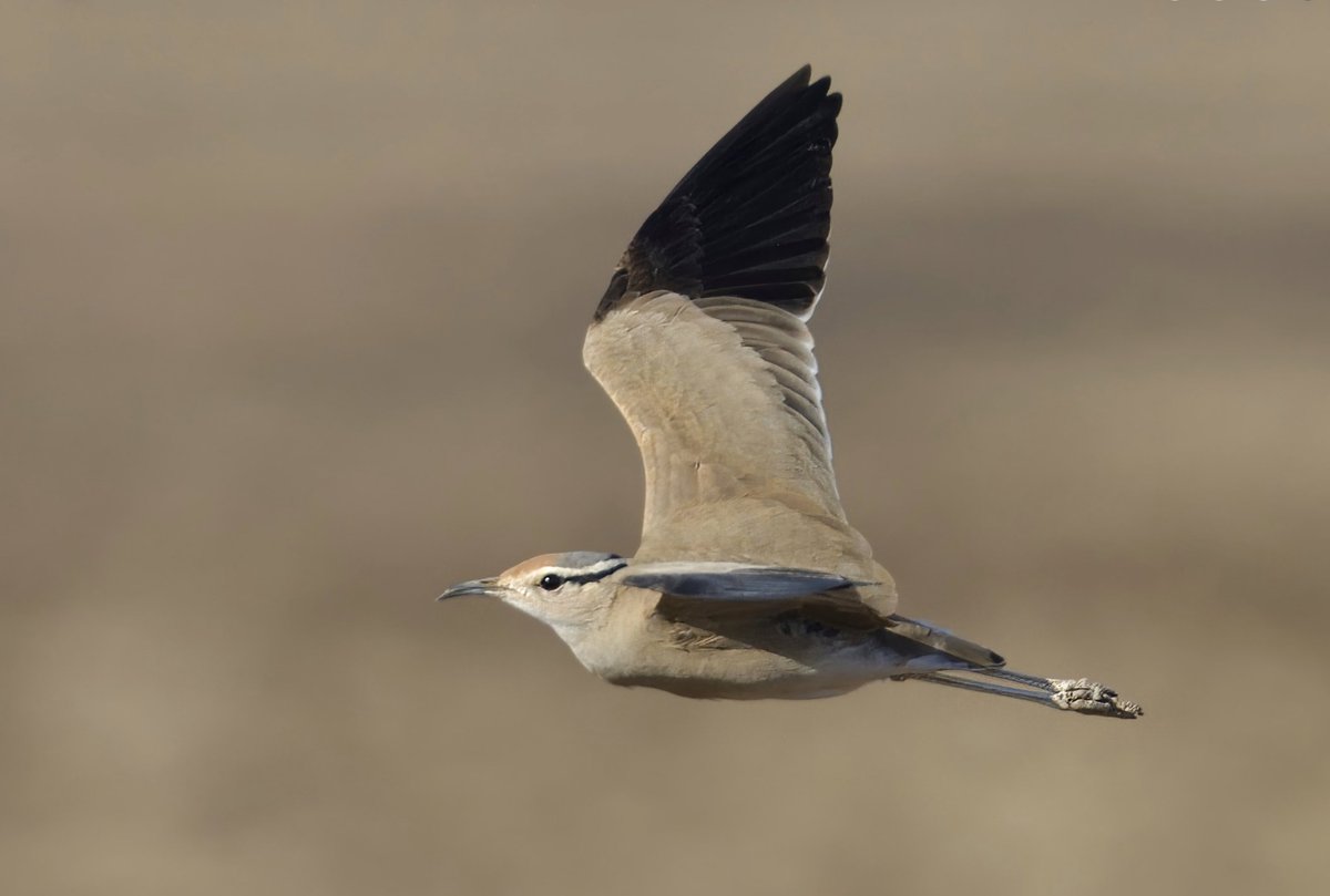 Wader Quest tweet media