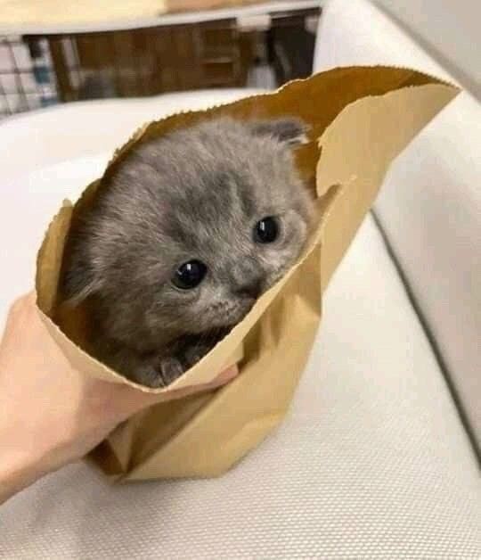 smol silly cat (@catsillyness) on Twitter photo 