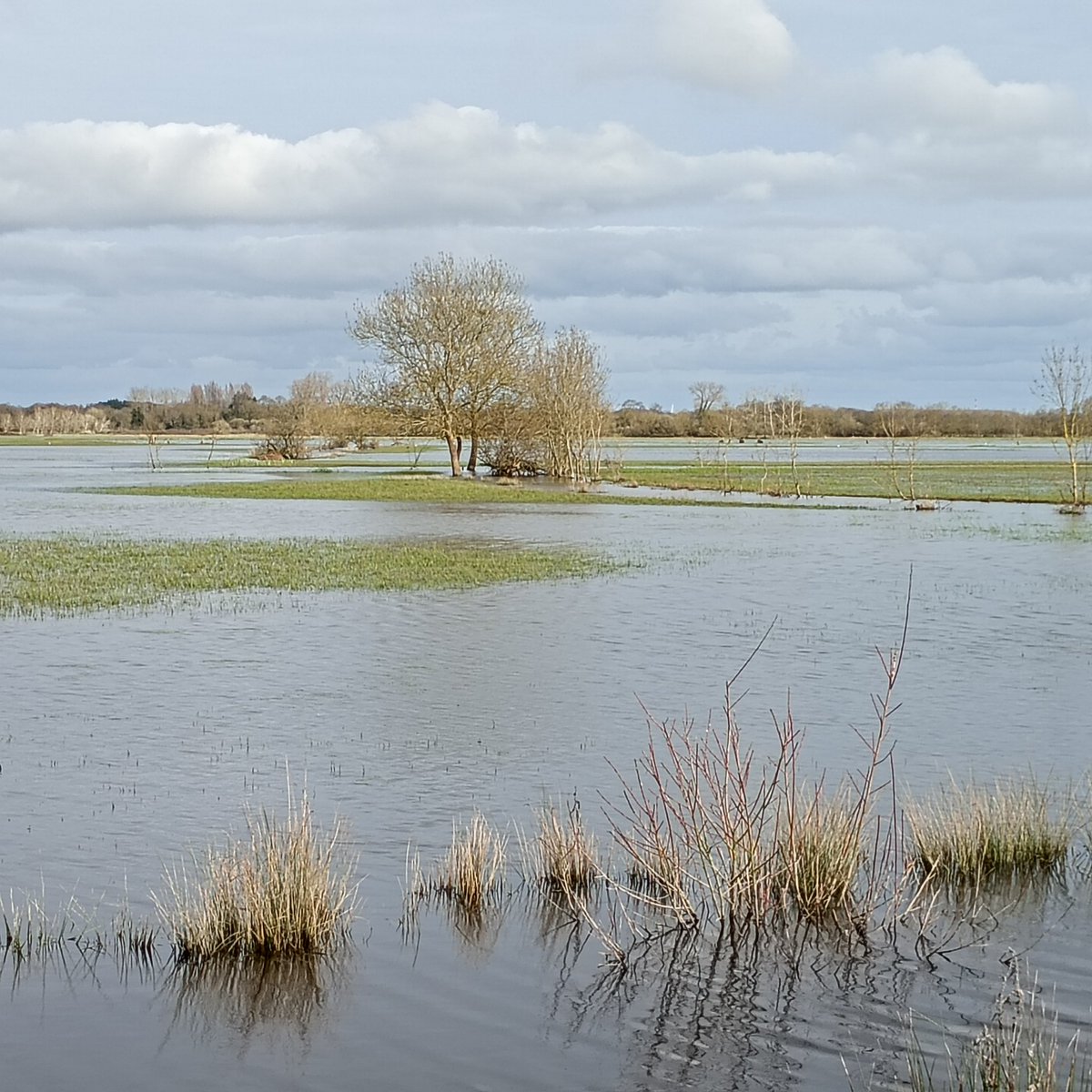 chris40851's tweet image. #Balade vespérale en #marais de nord ouest #Vendée 🌿