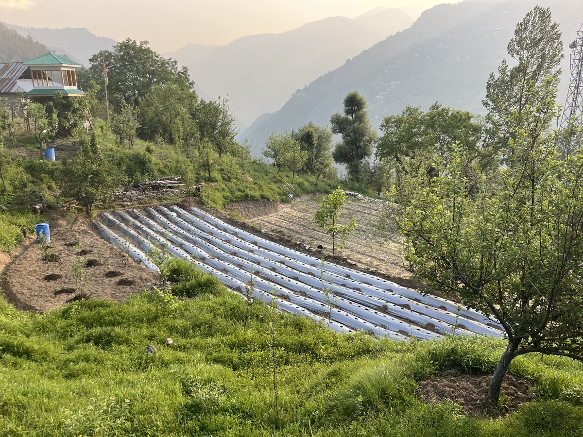 Chenab valley farming tweet media
