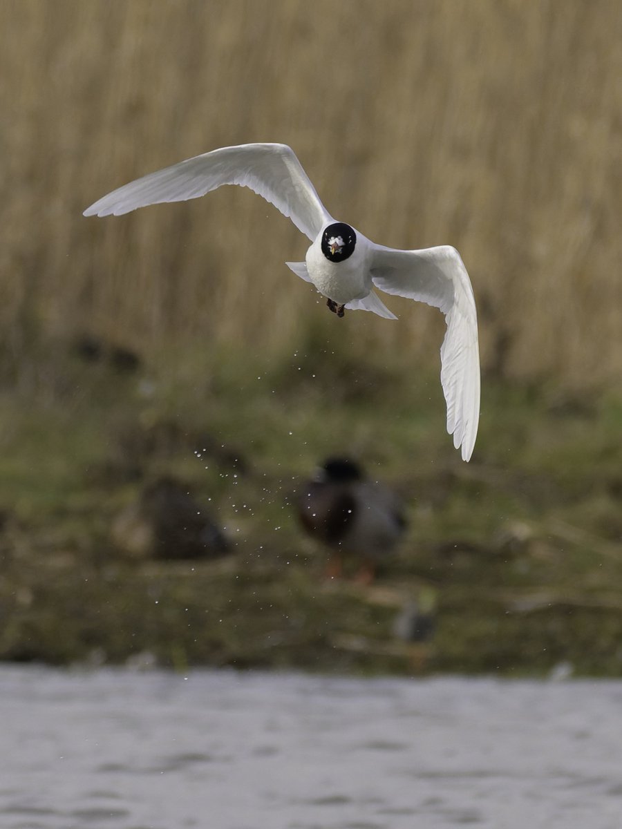 Zipolly's tweet photo. WBD and Med Gull from today https://t.co/4gFjjFGDKj