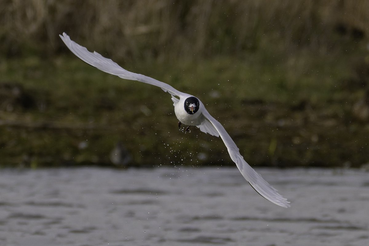 Zipolly's tweet photo. WBD and Med Gull from today https://t.co/4gFjjFGDKj