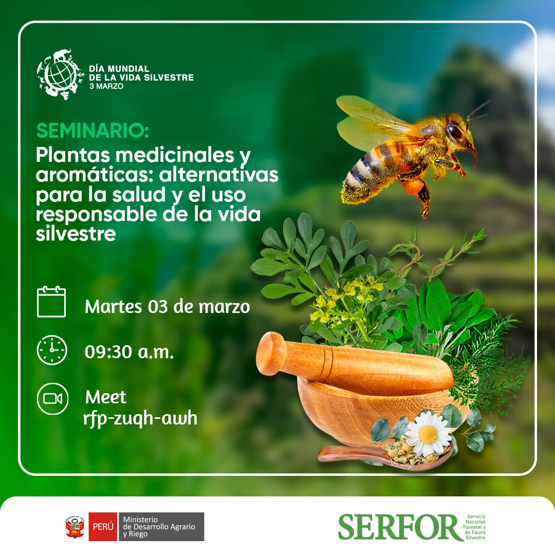 🌿✨ En el #DíaMundialDeLaVidaSilvestre, el Serfor Sierra Central te invita al seminario virtual:
“Plantas medicinales y aromáticas: alternativas para la salud y el uso responsable de la vida silvestre” 🌱

 🔗 Conéctate aquí: meet.google.com/rfp-zuqh-awh