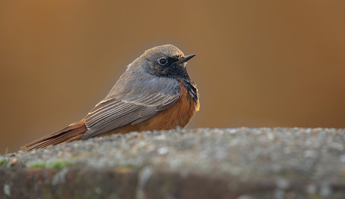 Sam Goddard tweet media