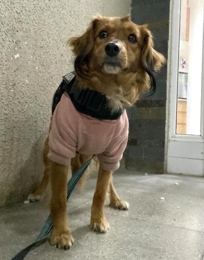 Buscan a Alicia, de 7 años, perdida entre las calles 9 de julio, San Germán y Neptuno en Lo Prado. No lleva polera, tiene su pecho blanco y una cicatriz en la cabecita que se ve como un cachito. Si alguien la ve, por favor retener y comunicarse al +56987776816. Favor RT!
#LoPrado
