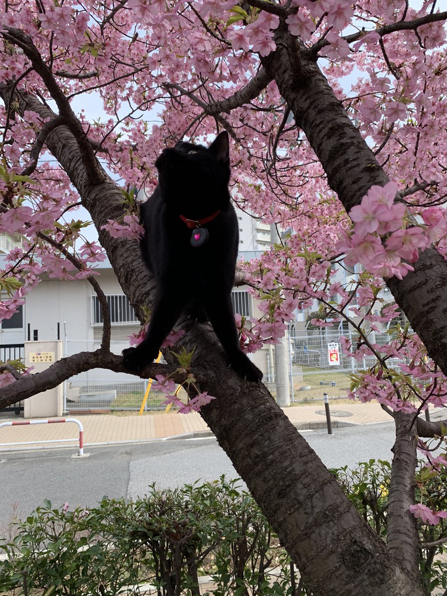 noirdaily's tweet photo. もうすぐノアの命日
去年の今頃を思い出すとギュっとする
ときたま、よく来る子🐈‍⬛に乗り移ってたりしないかなと思って「ノア」と呼んでみることがある
当然返事はしない、当たり前だけどね😢

今年は庭の桜🌸が咲いたよ
見てるかな https://t.co/Dq9z7xAV1V
