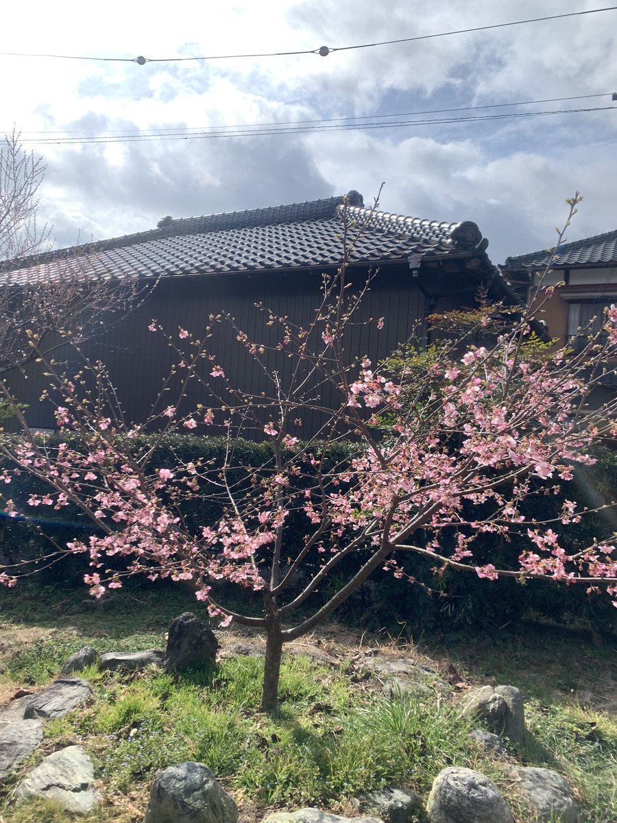 noirdaily's tweet photo. もうすぐノアの命日
去年の今頃を思い出すとギュっとする
ときたま、よく来る子🐈‍⬛に乗り移ってたりしないかなと思って「ノア」と呼んでみることがある
当然返事はしない、当たり前だけどね😢

今年は庭の桜🌸が咲いたよ
見てるかな https://t.co/Dq9z7xAV1V