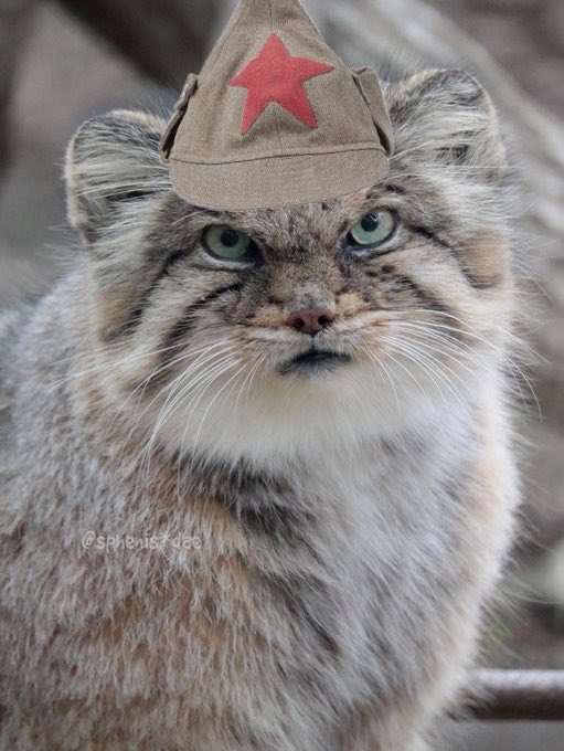 Male Fujoshi 🕊️🇵🇸 🇺🇦 tweet media