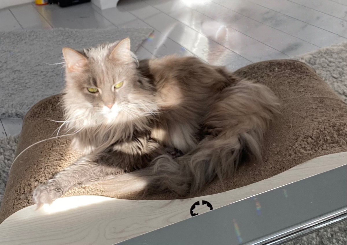 Zazou & Lucy (@CatZazou) / Posts / X