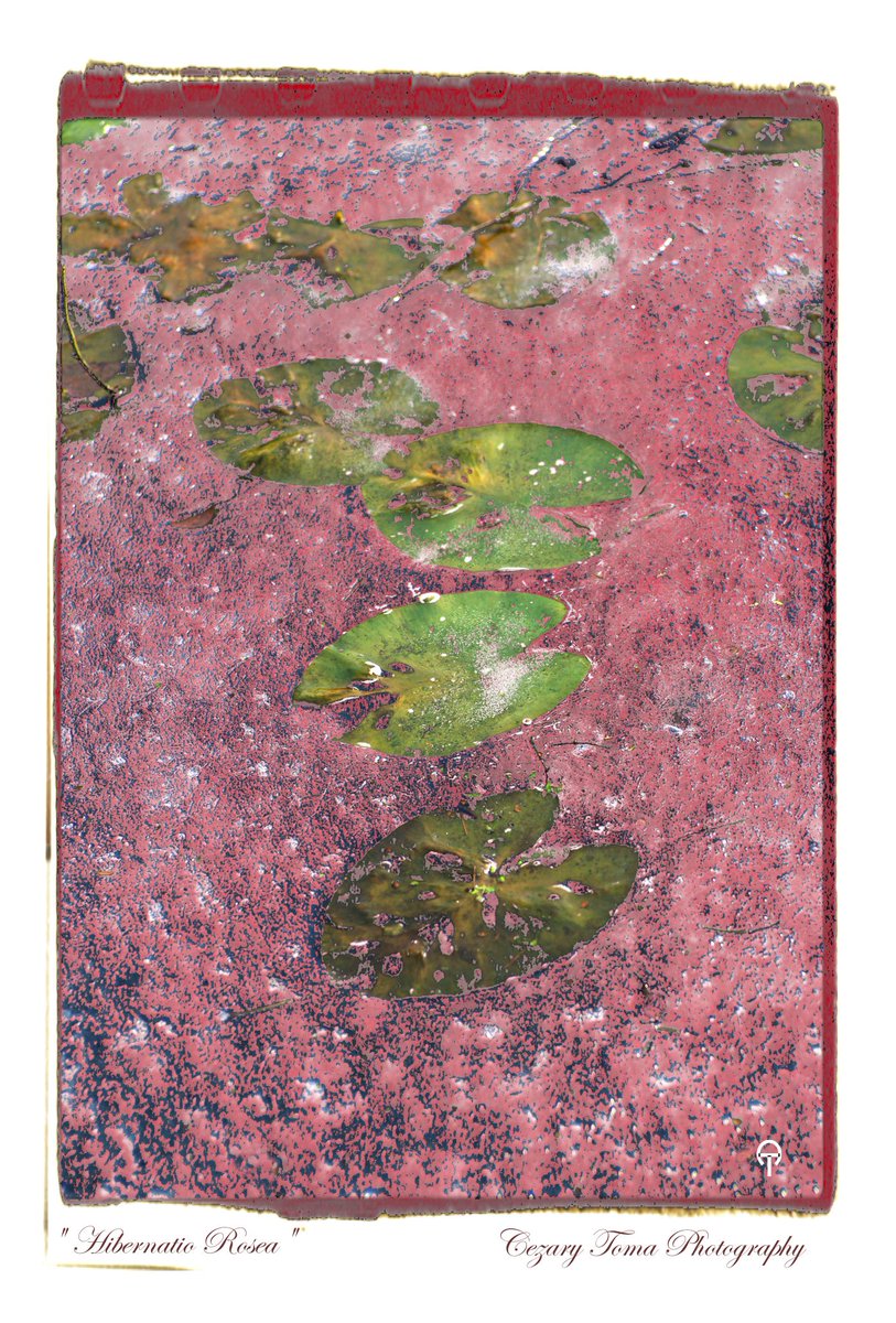 watersoldier1's tweet photo. „Hibernatio Rosea”
A metaphysical liminality where summer’s essence crystallizes in rose-hued glass. Ice becomes a sanctuary, preserving the soul in a sacred slumber. Life lingers in an oniric suspension, a silent vigil between the cold confinement and the dream of fluidity. https://t.co/5M9dheYVTb