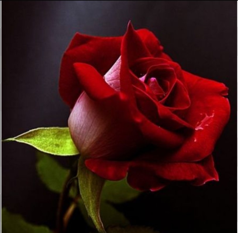 Juan de los muertos Colombiano tweet media