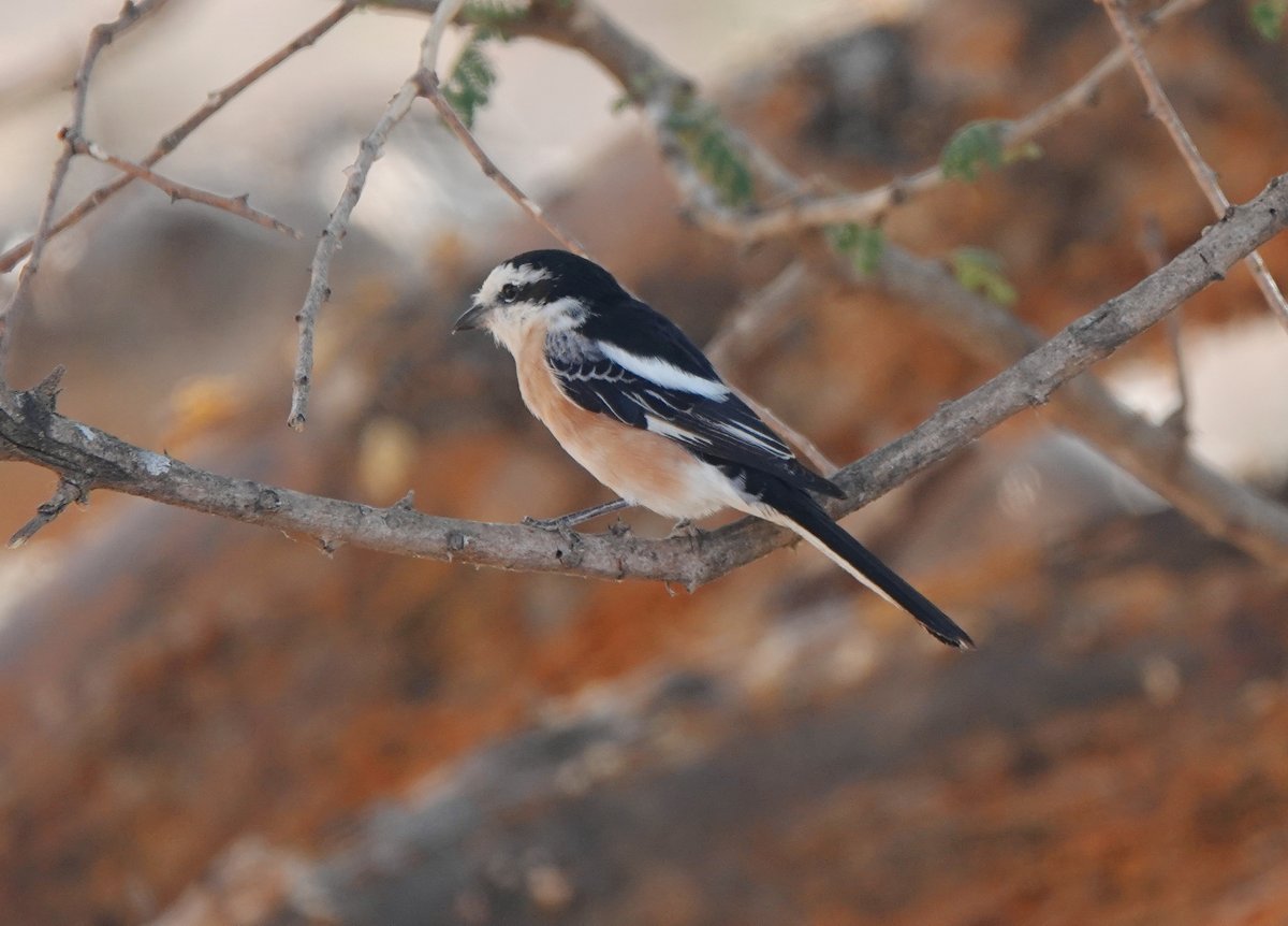 Long Nab Birder tweet media