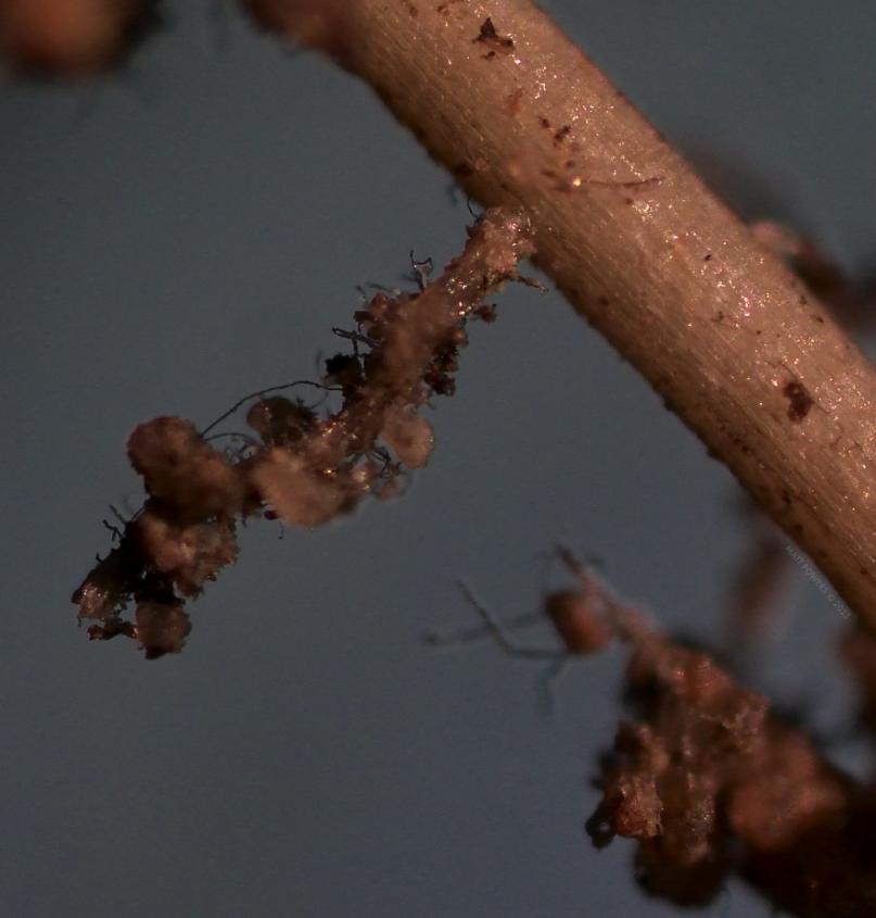 MattPowersSoil's tweet image. When we talk about what we "see" with #microscopy, it's often overlooked that we are looking at a process that represents many cycles. Because we see #root hairs, we know #rhizophagy was at one point strong and active (I'd have to look closer to verify it's currently going