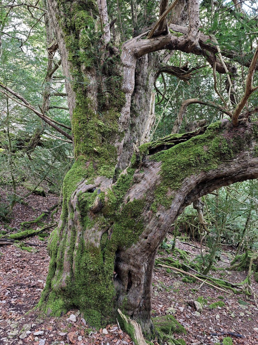 Al Filo Infrüngible tweet media