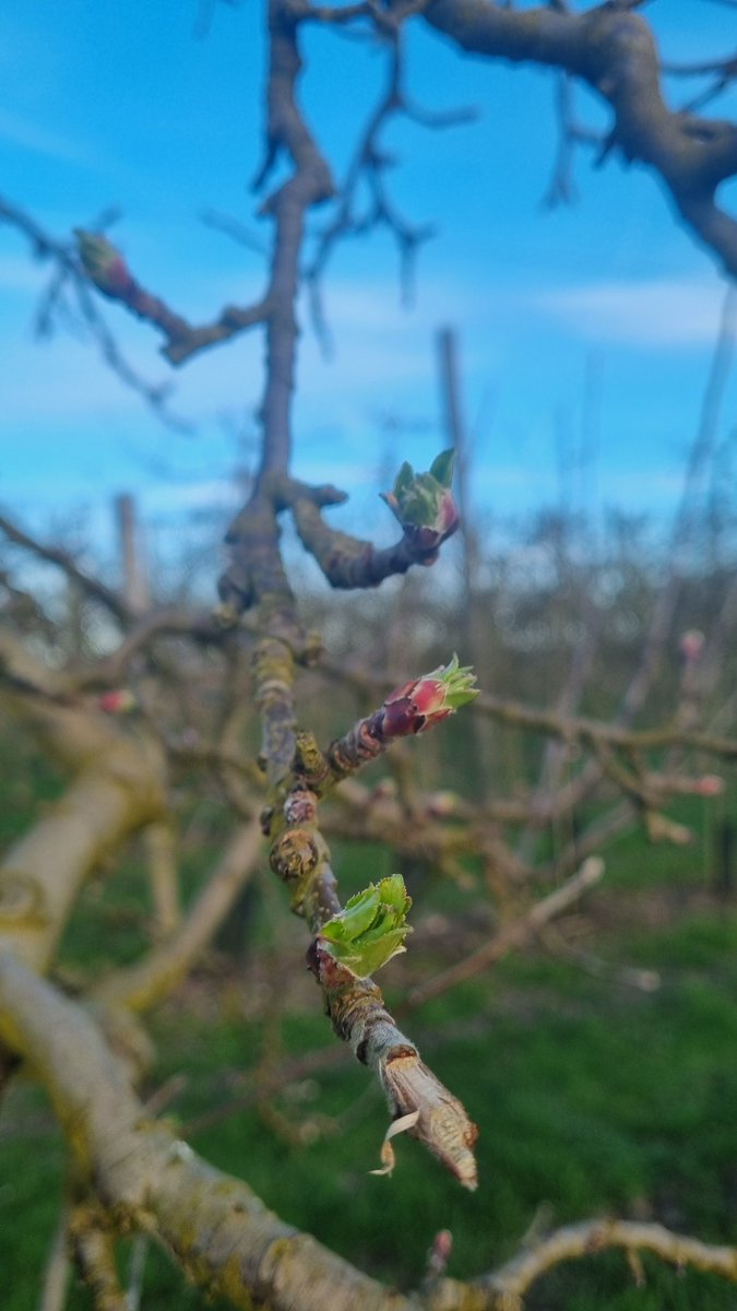 Benj' Thi🇫🇷🍎🥔 tweet media