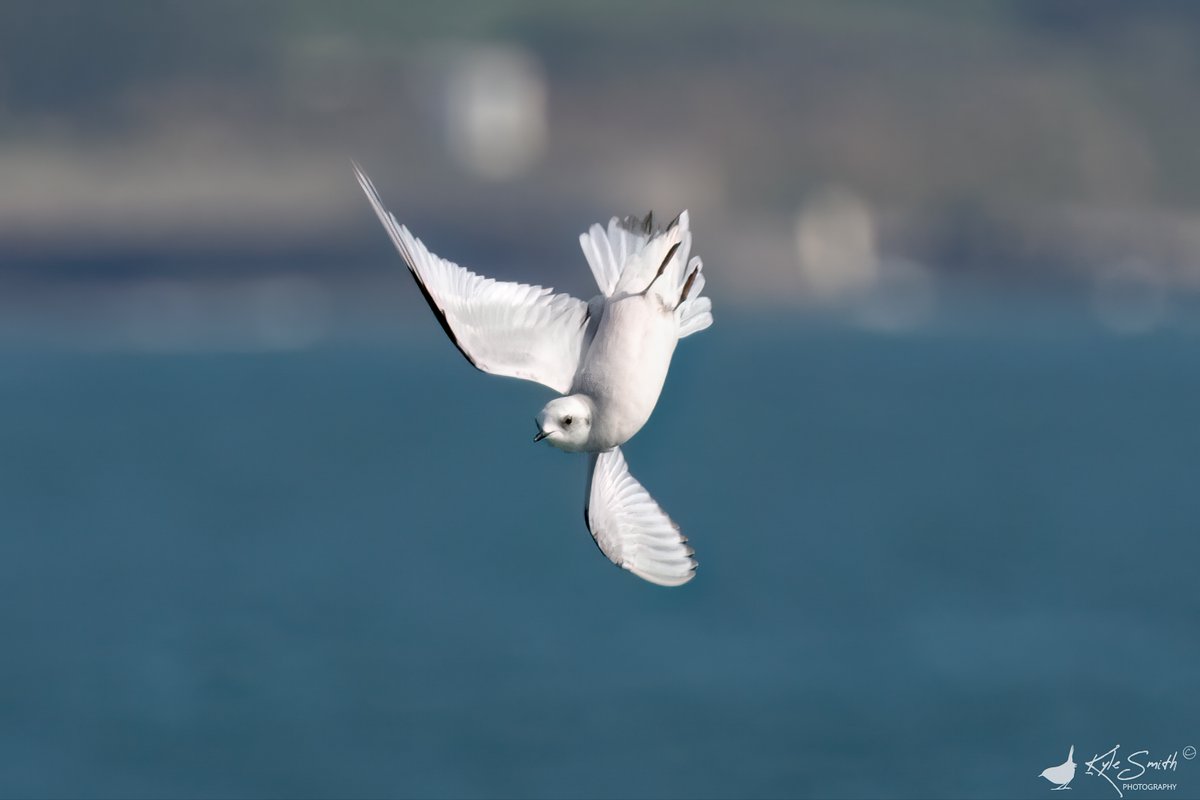 Kyle Smith 🏴󠁧󠁢󠁳󠁣󠁴󠁿 tweet media