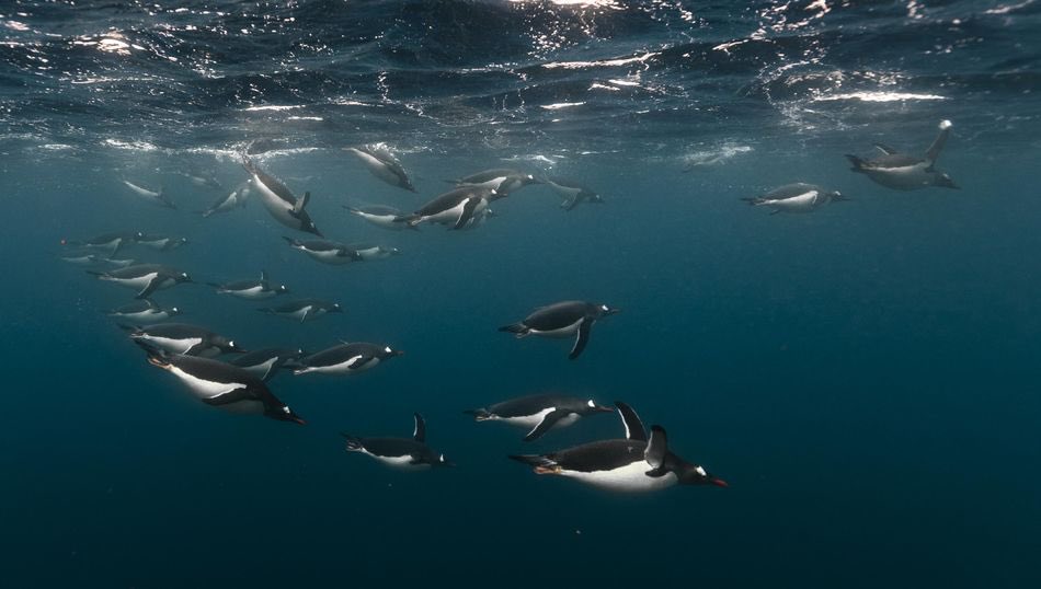 They are the fastest swimming birds in the world...So why are these penguins imprisoned in a London dungeon? 
<a href="/LizJonesGoddess/">Liz Jones Goddess</a> 
.<a href="/london_aquarium/">SEA LIFE London Aquarium</a> still exhibits 15 Gentoo penguins, naturally suited to the frozen wilderness, in an ‘underground bunker’
#TotallyUnacceptable