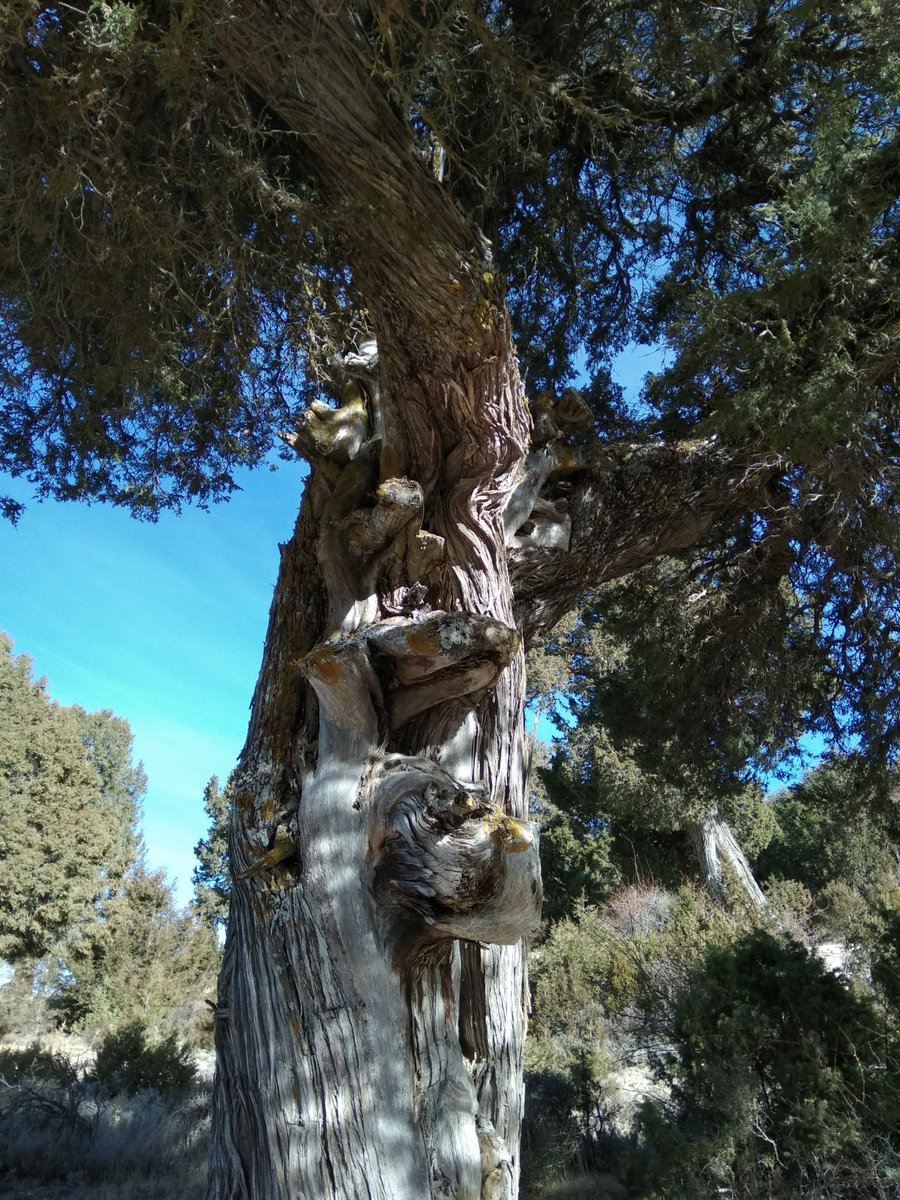 Sabinar de las Blancas, Bosque del Año 2026. Un lujo y un placer en Puebla de San Miguel, en el Rincón de Ademuz.