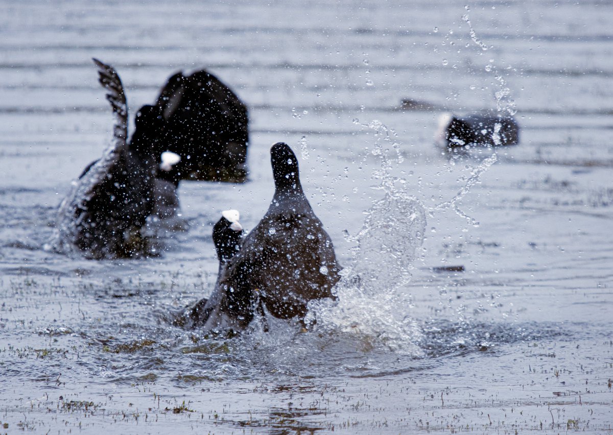 PDKimages tweet media