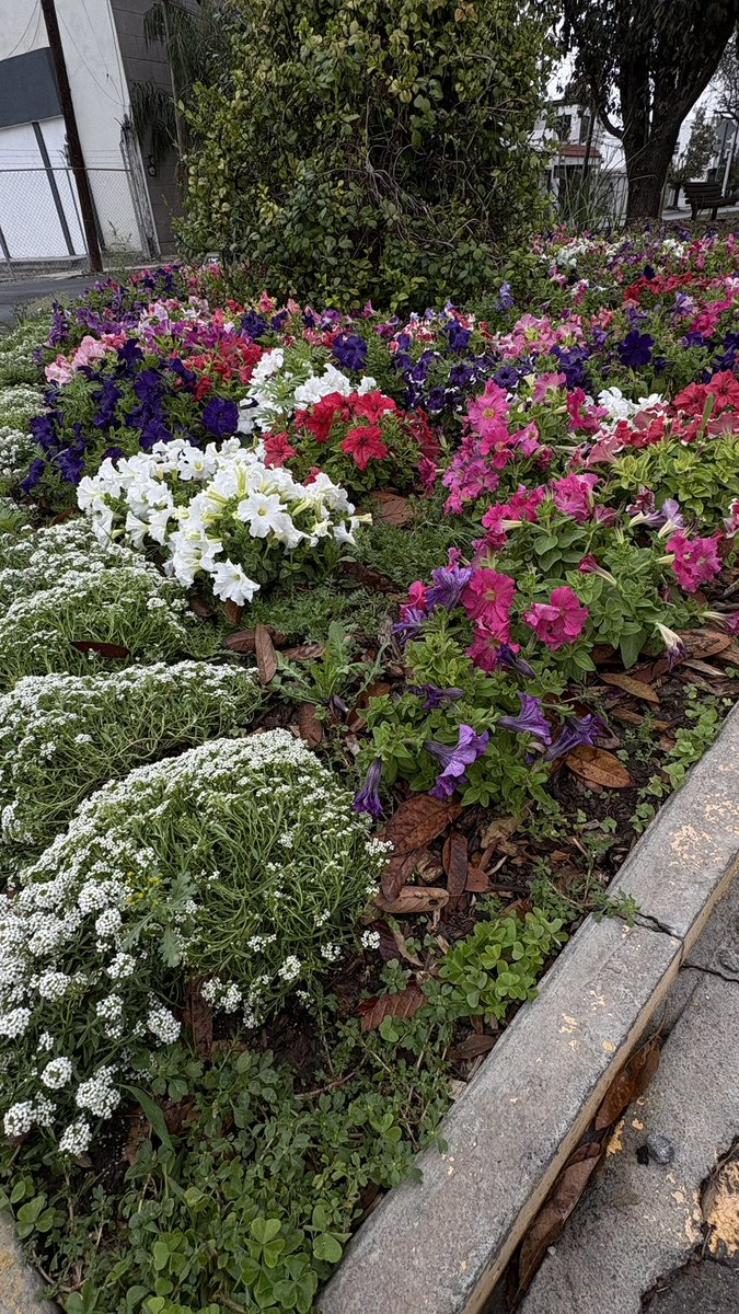 scmafer's tweet photo. Bienvenido marzo💐 https://t.co/XHNAPKdN8G
