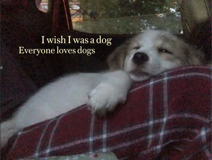 caninepoetry (@caninepoetry_) on Twitter photo 