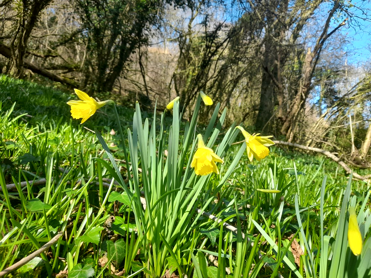 Wales Nature Week /Wythnos Natur Cymru tweet media