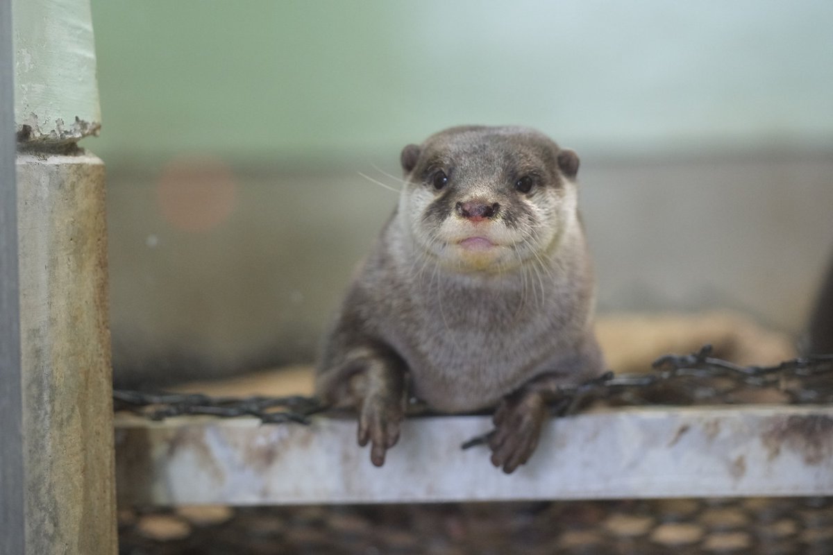 げんた💕 #つイタチだしイタチの画像あげていこうぜ #福岡市動物園