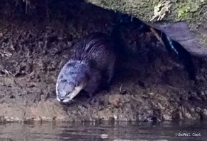 therachelife's tweet image. Thanks to Cam and Courtney for inviting me to go on the Otter Walk. Not my best photography 😂, but it was fun to spot them. Courtney has an eagle eye! It was good to get outside and be w/family. 💖A couple quick pics. 
#wildlifephotography 
#otters #cookforest #Pennsylvania