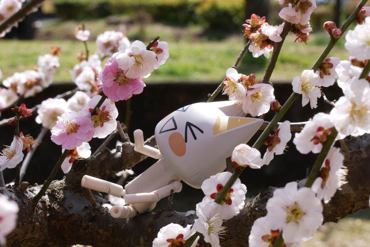 トロはクロさんの腕が無くなった事など、まったく知らずに思いのまま(紅と白、絞りなどを1本で咲き分ける梅)の上で思いっきりはしゃいでいました😂
＃どこでもいっしょ