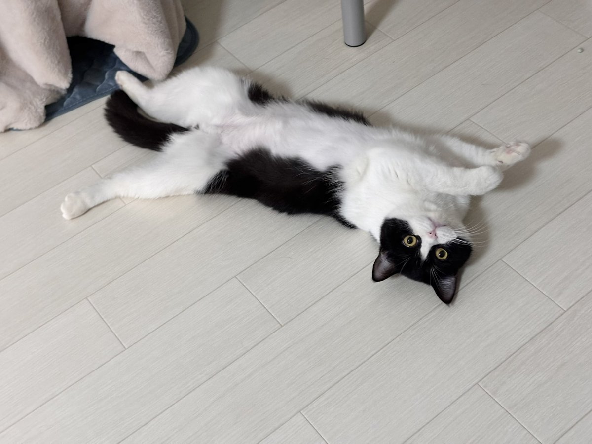 ねむちゃん (@nemuran616) on X