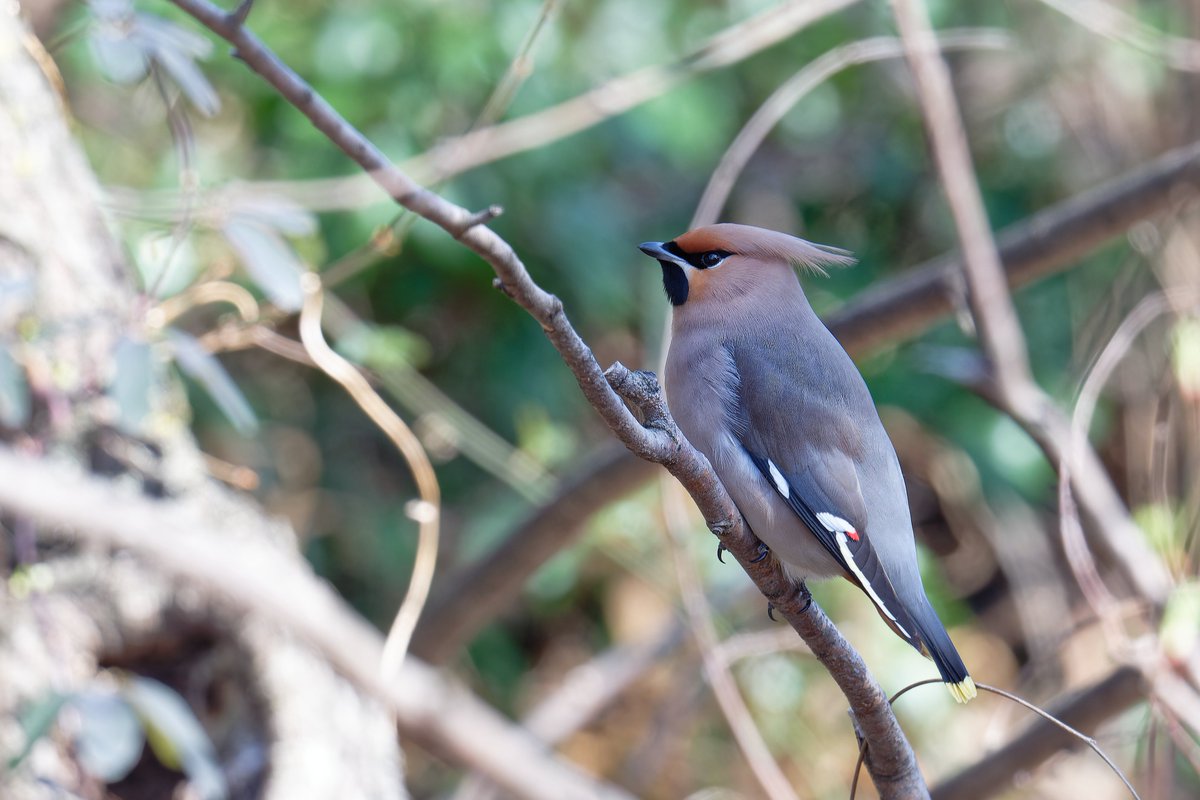 fyaPUa8HWSmv59r's tweet photo. 今日の鳥果。ヒクイナが飛び、カワセミがホバった後ペアで並び、キレンジャクが近くにとまってくれました。
半日の鳥見だったけど、充実していました。
#ヒクイナ 
#カワセミ 
#kingfischer 
#キレンジャク https://t.co/nX8rE6ilnE