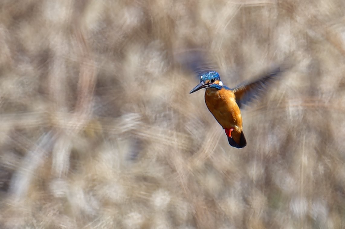 fyaPUa8HWSmv59r's tweet photo. 今日の鳥果。ヒクイナが飛び、カワセミがホバった後ペアで並び、キレンジャクが近くにとまってくれました。
半日の鳥見だったけど、充実していました。
#ヒクイナ 
#カワセミ 
#kingfischer 
#キレンジャク https://t.co/nX8rE6ilnE