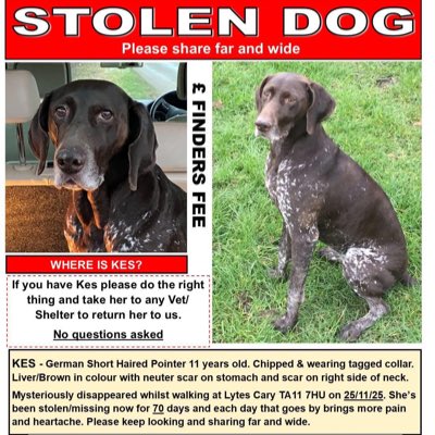 rosiedoc666's tweet photo. #NewProfilePic
#StolenDogHour tonight 8-9pm
Tweeting for dogs like KES here ⬇️
A #Crn has now been issued
❌STOLEN❌vanished on walk - very unlike her to wander - 11yrs old
#CaryFitzpaigne #TA11 22/11/25
https://t.co/TTiP7jDuk0
@qu1ncey @HelWittman2 @PetTheftUK @02031961pat https://t.co/ZYUfbydyFM