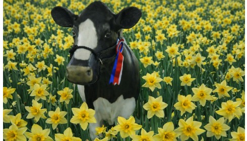 hodder_showcow's tweet photo. #HappyStDavidsDay https://t.co/oe8zaiF27z