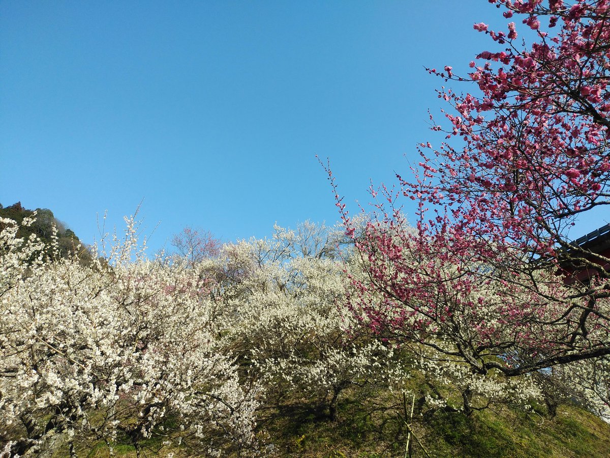 ssc_help's tweet photo. 今日は高尾山を裏高尾の登山道から登りましたが、高尾梅郷と呼ばれるエリアの遊歩道梅林、天神梅林、高尾梅の郷まちの広場の梅の花を楽しんでから、高尾山へ登頂して、下山してから、木下沢梅林に向かいました。
木下沢梅林はまだ入場できない期間ですが外側の道から見れました。十分に楽しめました。 https://t.co/xDYUQYkMcc