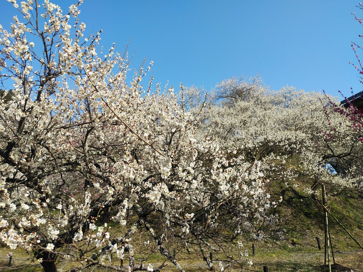 ssc_help's tweet photo. 今日は高尾山を裏高尾の登山道から登りましたが、高尾梅郷と呼ばれるエリアの遊歩道梅林、天神梅林、高尾梅の郷まちの広場の梅の花を楽しんでから、高尾山へ登頂して、下山してから、木下沢梅林に向かいました。
木下沢梅林はまだ入場できない期間ですが外側の道から見れました。十分に楽しめました。 https://t.co/xDYUQYkMcc