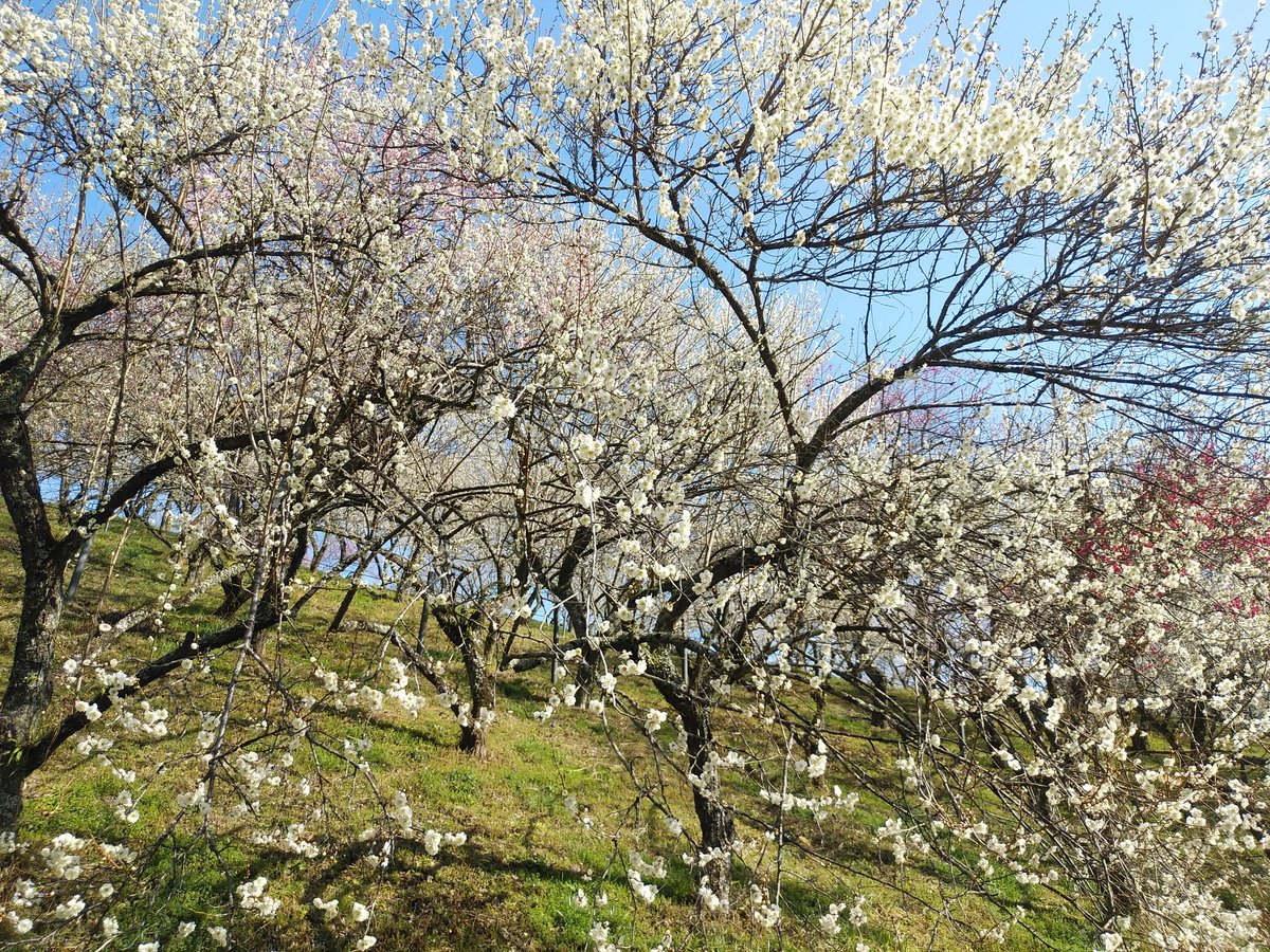 ssc_help's tweet photo. 今日は高尾山を裏高尾の登山道から登りましたが、高尾梅郷と呼ばれるエリアの遊歩道梅林、天神梅林、高尾梅の郷まちの広場の梅の花を楽しんでから、高尾山へ登頂して、下山してから、木下沢梅林に向かいました。
木下沢梅林はまだ入場できない期間ですが外側の道から見れました。十分に楽しめました。 https://t.co/xDYUQYkMcc