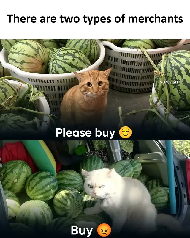 The Pets 𝕏 (@thepetsx) on Twitter photo 